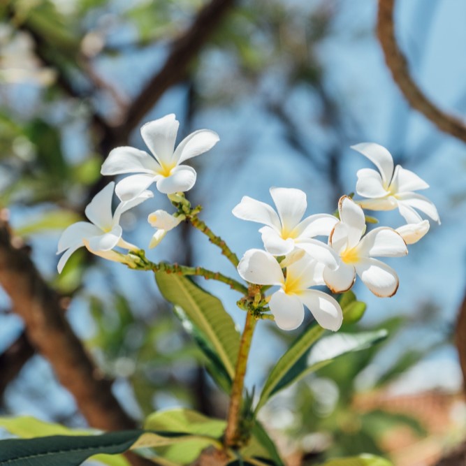 GARDENIA TAITENSIS FLOWER OIL
